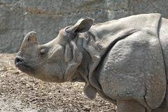 ZOO DE BALE: Un rhinocéros.