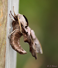 Eyed Hawk-moth @ Patio