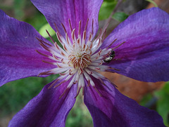 Little Sweat Bee on Clematis 'Incense'