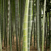 Bamboo forest_1