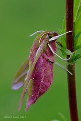 Deilephila elpenor (Large Elephant Hawk Moth)
