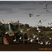 ploughing with gulls