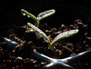 Sparkling Seedlings