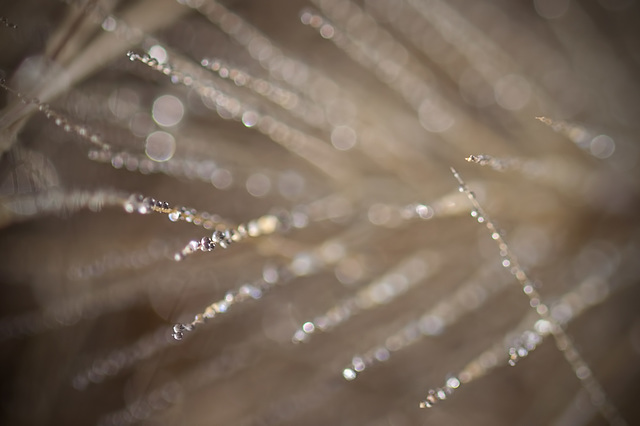 Droplets and Beautiful Bokeh