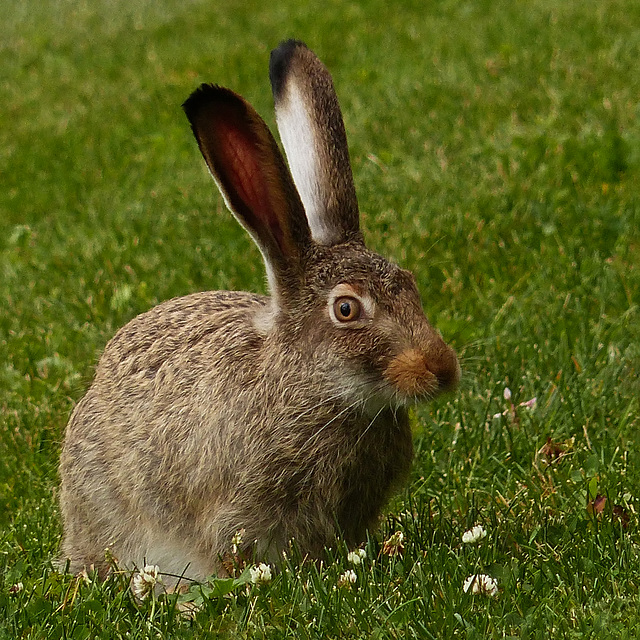 Wildlife at Reader Rock Garden