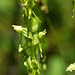 Platanthera sparciflora (Sparse-flowered bog orchid)