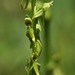 Platanthera sparciflora (Sparse-flowered bog orchid)