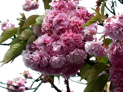 Fleur de Cerisier.
