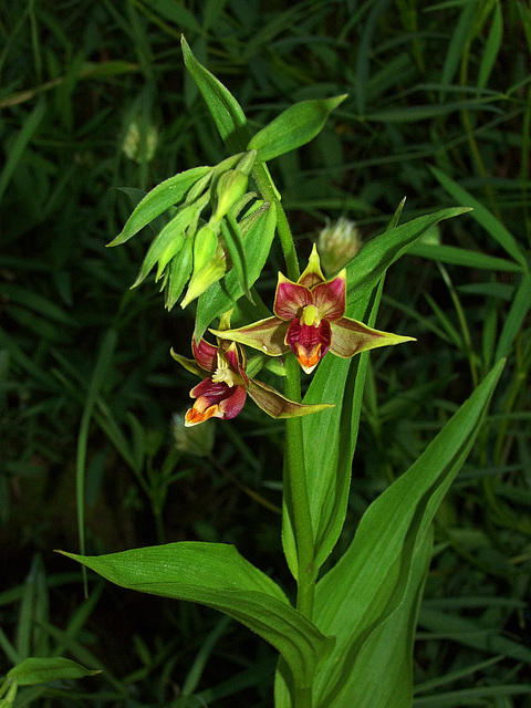 Epipactus gigantea (Stream orchid)