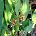 Epipactus gigantea (Stream orchid)