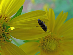 Little yellow and black beetle on Sunflower