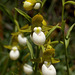 Cypripedium californicum (California Lady's-slipper orchid)