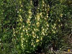 Cypripedium californicum (California Lady's-slipper orchid)