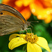 Un Papillon Myrtil.