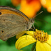 Un Papillon Myrtil.