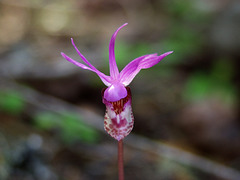Calypso bulbosa var. occidentalis (Western Fairly Slipper orchid)