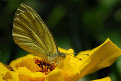 Un Papillon Piéride.