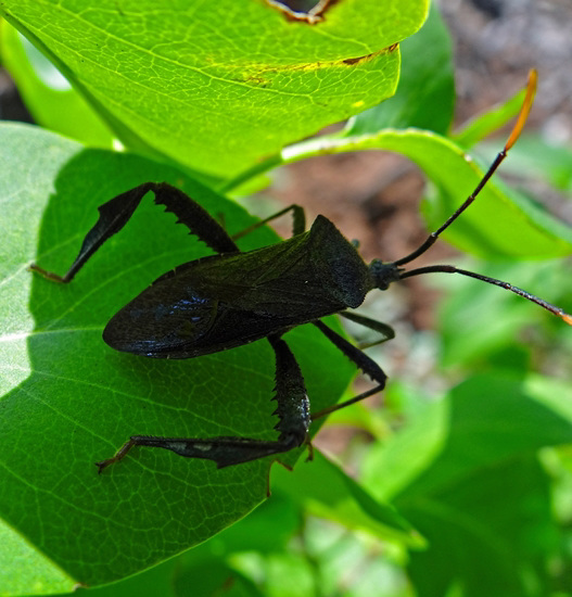 Black Katydid