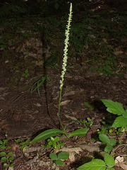 Pipera candida (White flowered Rein orchid)