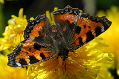 Un Papillon Petite Tortue.