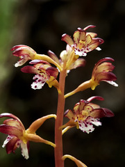 Corallorhiza maculata (Spotted Coralroot orchid)