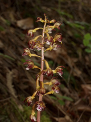 Corallorhiza maculata (Spotted Coralroot orchid)