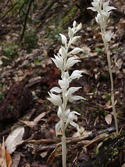 Cephalanthera austiniae (Phantom orchid)