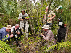 Cyrtopodium andersonii (Anderson's Cyrtopodium orchid) surrounded by eager photographers