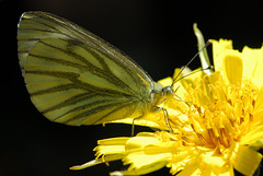 Un Papillon Piéride.