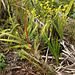 Cyrtopodium andersonii (Anderson's Cyrtopodium orchid) habitat