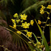 Cyrtopodium andersonii (Anderson's Cyrtopodium orchid)