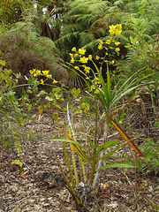 Cyrtopodium andersonii (Anderson's Cyrtopodium orchid) habitat