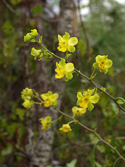 Cyrtopodium andersonii (Anderson's Cyrtopodium orchid)