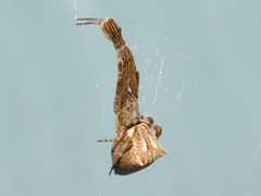 uloborus female02012-CSC 2505