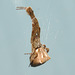 uloborus female02012-CSC 2505