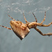 uloborus female 2012-CSC 2795