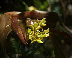 Epidendrum anceps (Dingy flowered star orchid)
