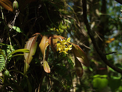 Epidendrum anceps (Dingy flowered star orchid)