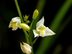 Bletia purpurea (Pine Pink orchid)  white form