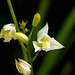 Bletia purpurea (Pine Pink orchid)  white form