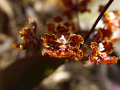 Trichocentrum luridum (Mule-Ear orchid)