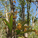 Trichocentrum luridum (Mule-Ear orchid) habitat