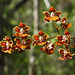 Trichocentrum luridum (Mule-Ear orchid)