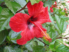MONACO: Une fleur d'hybiscus dans le jardin de l'UNESO.