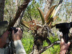 Trichocentrum luridum (Mule-Ear orchid) habitat