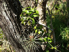 Prosthechea boothiana (Dollar orchid) habitat