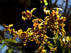 Cyrtopodium punctatum (Cigar orcid or Cowhorn orchid)