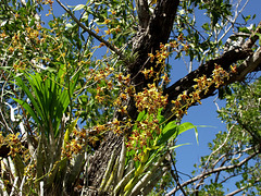 Cyrtopodium punctatum (Cigar orcid or Cowhorn orchid) habitat