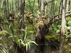 Cyrtopodium punctatum (Cigar orcid or Cowhorn orchid) habitat