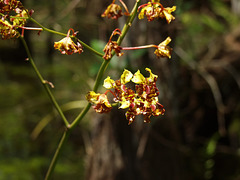 Cyrtopodium punctatum (Cigar orcid or Cowhorn orchid)